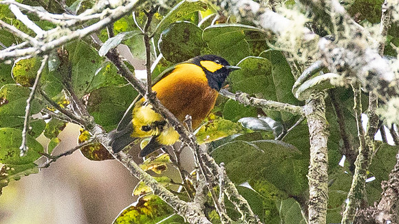 Tit berrypecker (Oreocharis arfaki) Male