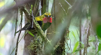 Wattled ploughbill (Eulacestoma nigropectus) Male