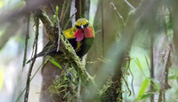 Wattled ploughbill (Eulacestoma nigropectus) Male