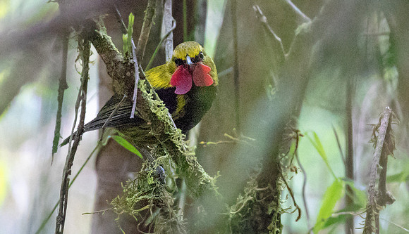 Wattled ploughbill (Eulacestoma nigropectus) Male