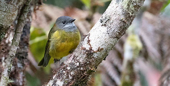 Regent whistler (Pachycephala schlegelii) Female