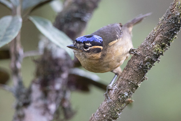 Blue-capped ifrit (Ifrita kowaldi) Female