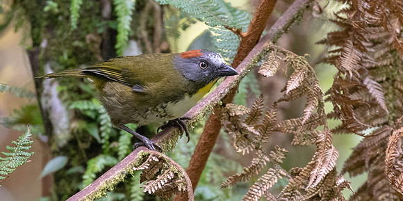 Rufous-naped bellbird (Aleadryas rufinucha) Male