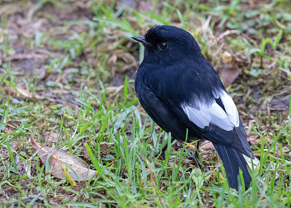White-winged robin (Peneothello sigillata)