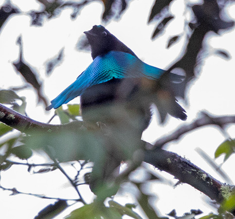Greater lophorina (Lophorina superba) Male
