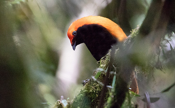 Crested satinbird (Cnemophilus macgregorii) Male
