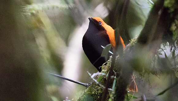 Crested satinbird (Cnemophilus macgregorii) Male