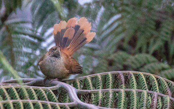 Dimorphic fantail (Rhipidura brachyrhyncha)