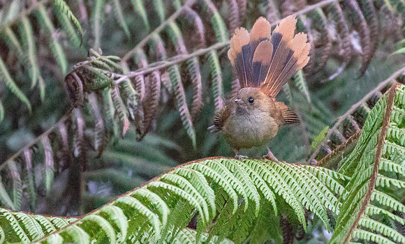 Dimorphic fantail (Rhipidura brachyrhyncha)