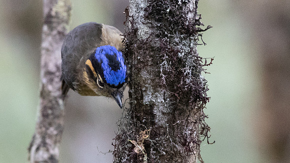 Blue-capped ifrit (Ifrita kowaldi) Female