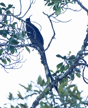 Brown sicklebill (Epimachus meyeri) Male