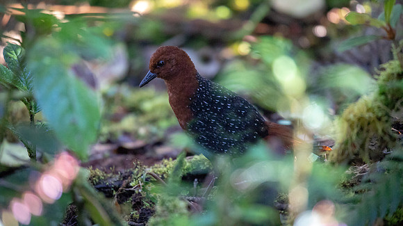 Chestnut forest rail (Rallicula rubra) Female