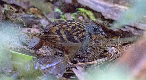 Papuan logrunner (Orthonyx novaeguineae) Female