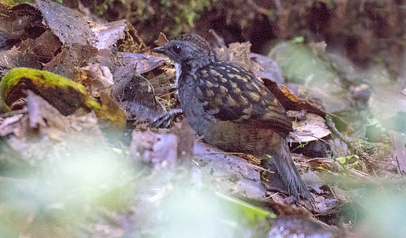 Papuan logrunner (Orthonyx novaeguineae) Male