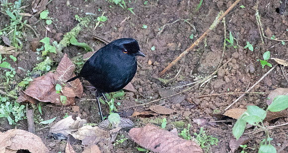 Lesser melampitta (Melampitta lugubris)