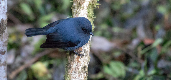 Slaty robin (Peneothello cyanus)