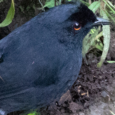 Lesser melampitta (Melampitta lugubris)