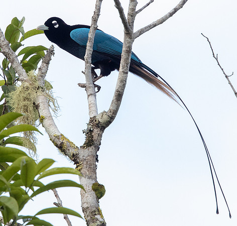 Blue bird-of-paradise (Paradisaea rudolphi)