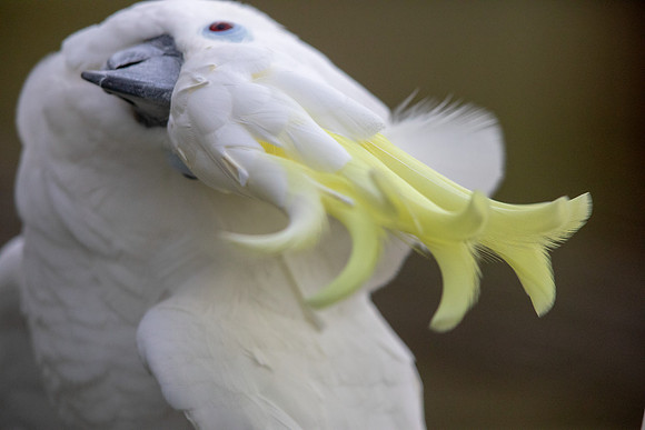 Sulphur-crested cockatoo (Cacatua galerita)