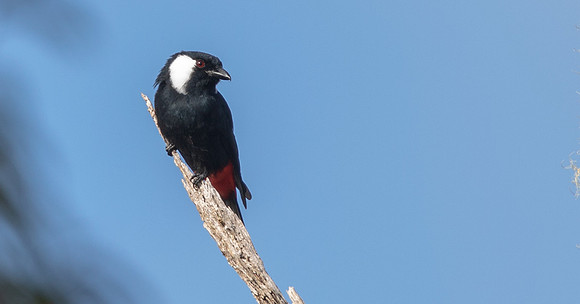 Mountain peltops (Peltops montanus)