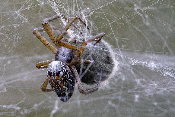 Arachnophobia - Cyrtophora moluccensis, Dome Tent Spider.