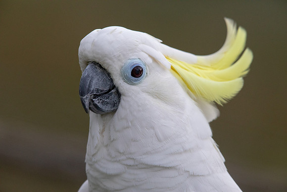 Sulphur-crested cockatoo (Cacatua galerita)