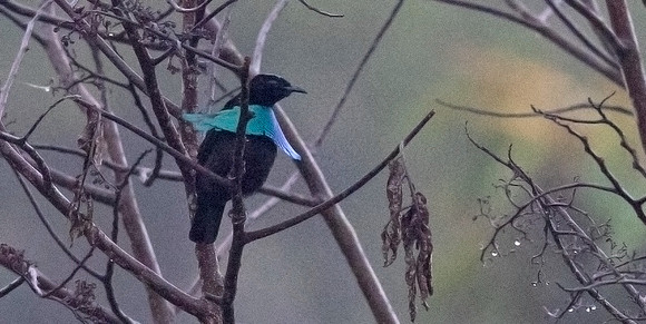 Greater lophorina (Lophorina superba) Male