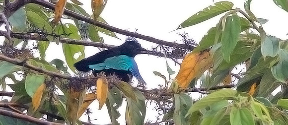 Greater lophorina (Lophorina superba) Male
