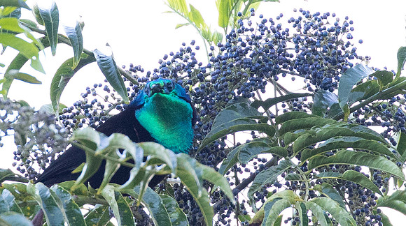 Princess Stephanie's astrapia (Astrapia stephaniae) Male