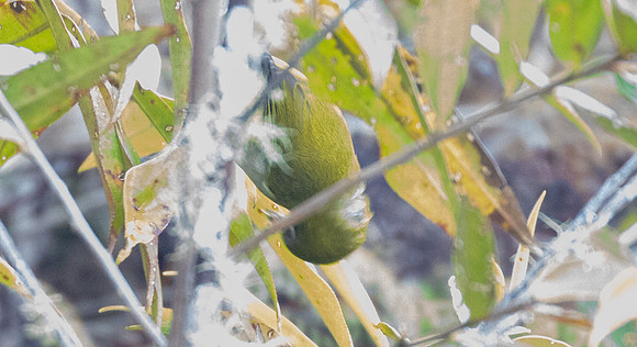 Papuan white-eye (Zosterops novaeguineae)