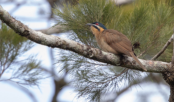 Dwarf koel (Microdynamis parva) Male