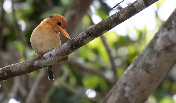 Yellow-billed kingfisher (Syma torotoro)