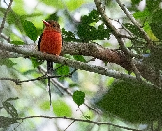 Brown-headed paradise kingfisher (Tanysiptera danae)
