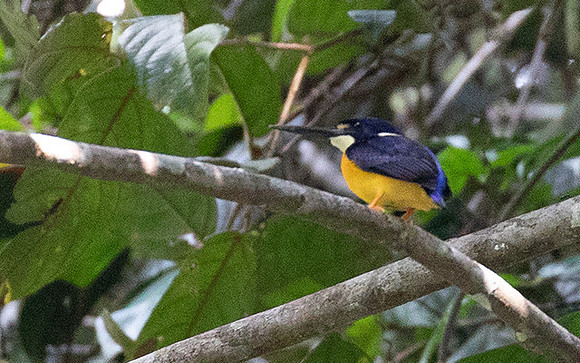 Papuan dwarf kingfisher (Ceyx solitarius)