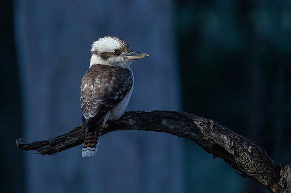 Laughing kookaburra (Dacelo novaeguineae)
