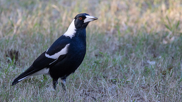 Australian magpie (Gymnorhina tibicen)