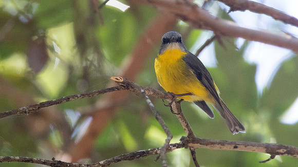 Eastern yellow robin (Eopsaltria australis)