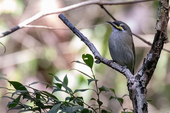 Yellow-faced honeyeater (Caligavis chrysops)