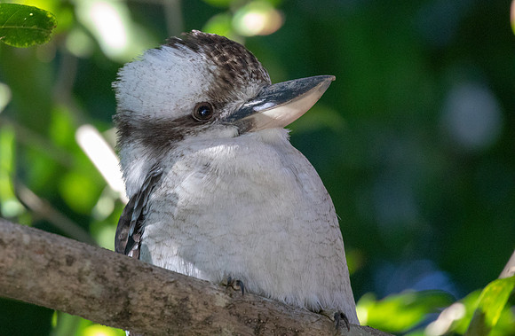 Laughing kookaburra (Dacelo novaeguineae)