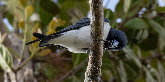 Great woodswallow (Artamus maximus)