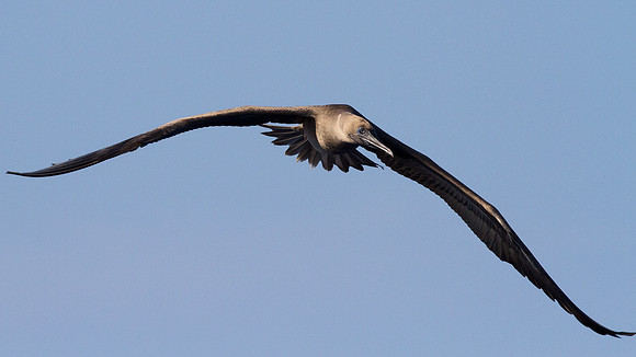 Red-footed Booby (Sula sula)