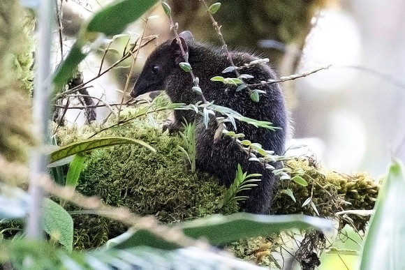 David's echymipera or or David's spiny bandicoot - Echymipera davidi