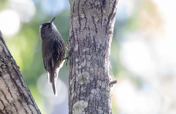 White-throated treecreeper (Cormobates leucophaea) 3Q2A5570