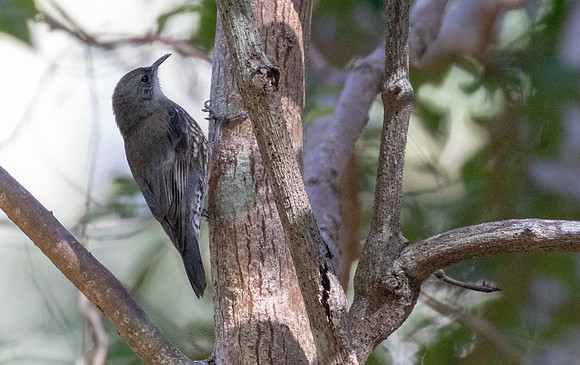 White-throated treecreeper (Cormobates leucophaea)  3Q2A5686