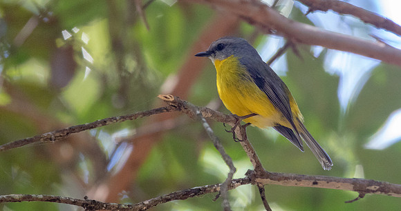 Eastern yellow robin (Eopsaltria australis)