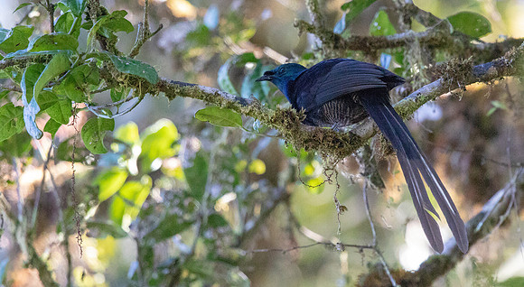 Princess Stephanie's astrapia (Astrapia stephaniae) Female