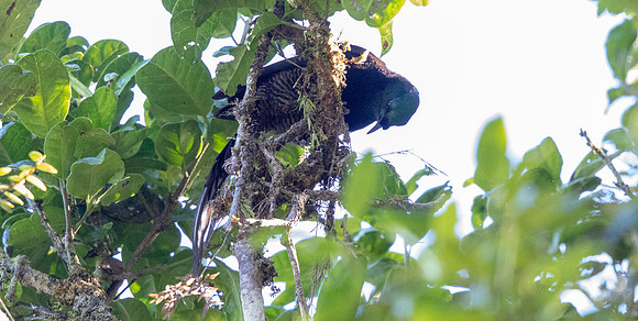 Princess Stephanie's astrapia (Astrapia stephaniae) Female