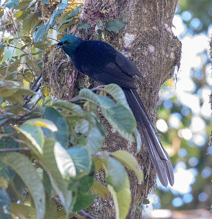 Princess Stephanie's astrapia (Astrapia stephaniae) Female