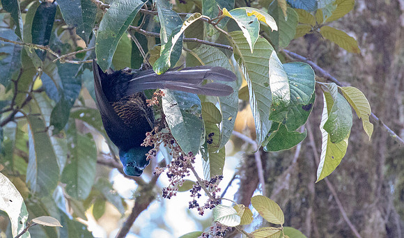 Princess Stephanie's astrapia (Astrapia stephaniae) Female