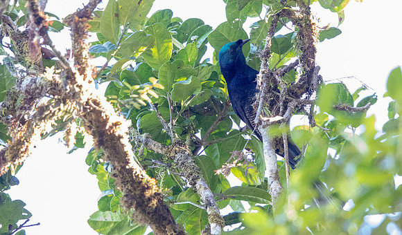 Princess Stephanie's astrapia (Astrapia stephaniae) Female